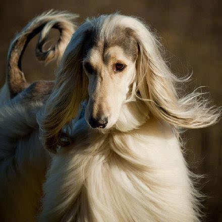 号称世界上最美的狗，来感受一下它的盛世美颜