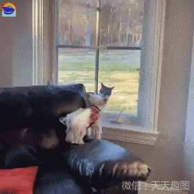 爆笑gif图:狐朋狗友不够多,就不要那么豪横!