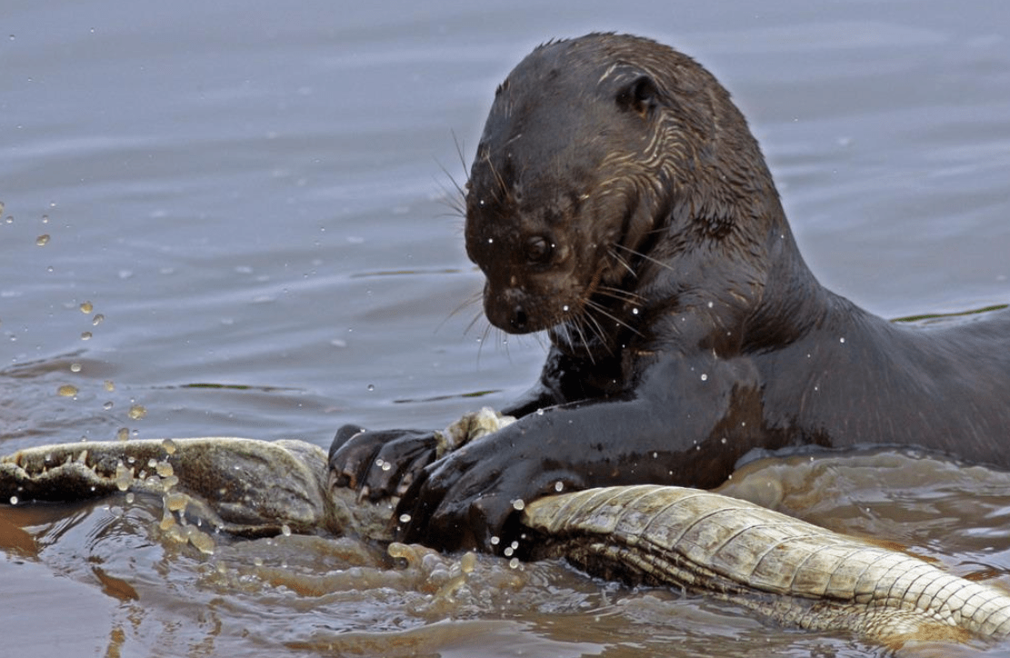亚马逊河上最恐怖的动物是什么,到底多恐怖?