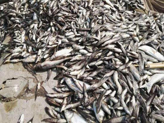 四川达州连发两次高温预警 三万斤鱼被热死 - 