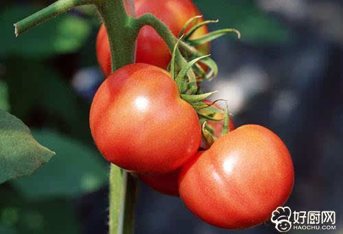 夏天吃番茄的好处及搭配 - 3023.com