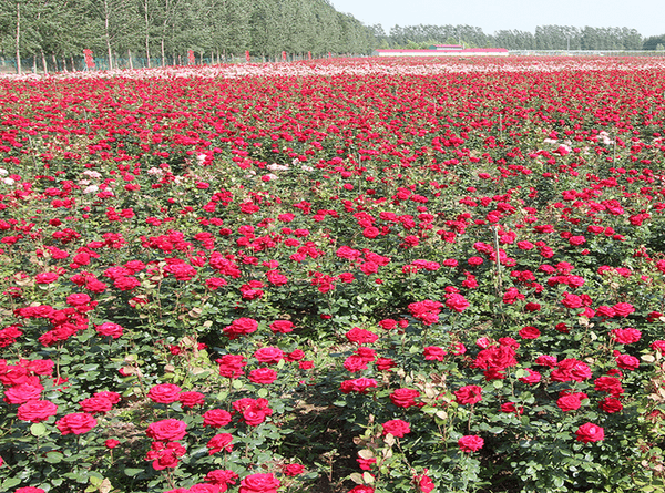 红玫瑰的种植方法 - 3023.com