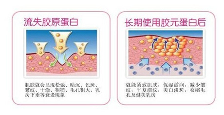 胶原蛋白和弹性蛋白的区别是什么? - 3023.com