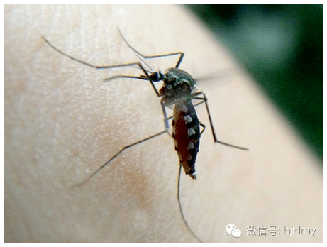 蚊虫叮咬的有效止痒消肿办法 - 3023.com