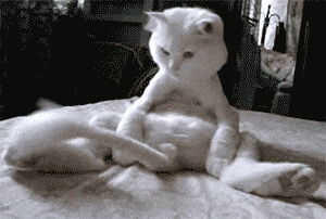 150045388952881313_302_1000.gif