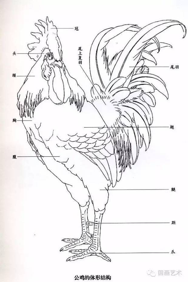 工笔大公鸡绘画步骤详解