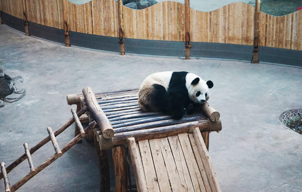 日前，由中国旅游报社、黑龙江省文化和旅游厅联合举办的“2019美丽中国行走进滑雪胜地黑龙江”大型媒体采风活动，先后走进北国雪野亚布力、加格达奇等地领略林海雪原的丰饶与壮美。图为亚布力熊猫馆里的大熊猫。