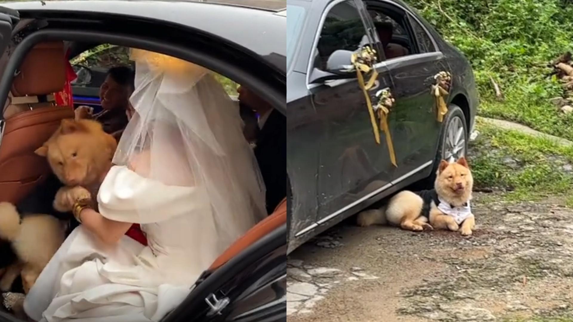新娘出嫁时，小狗追着钻进婚车，用身体挡住婚车不让走