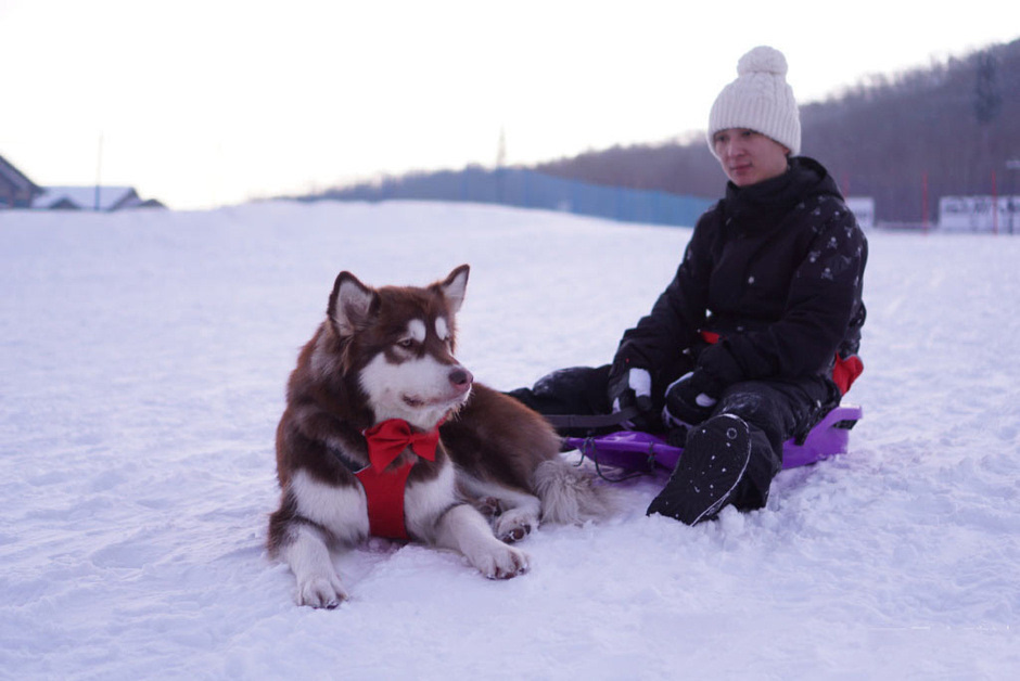 王思聪赴长白山滑雪 与爱犬玩狗拉雪橇