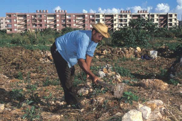 在哈瓦那种菜的华裔将军 参与开启了古巴经济