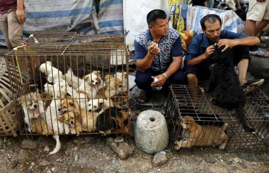 外媒:中国富人花费数百万救狗 背负严重债务