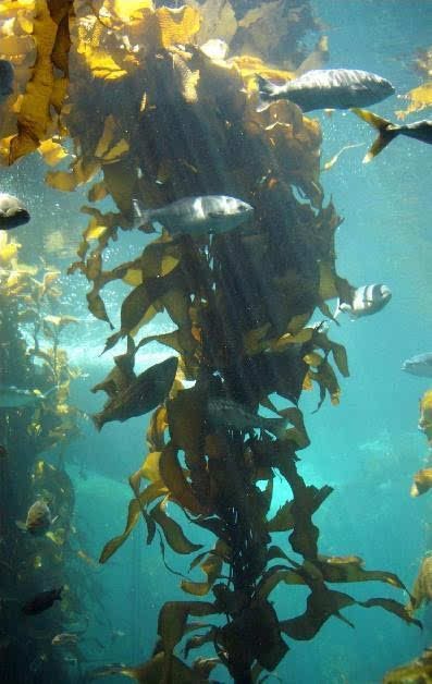 绿藻门,褐藻门的藻类有一些是多细胞大型藻类,它们基本都生活在海洋中