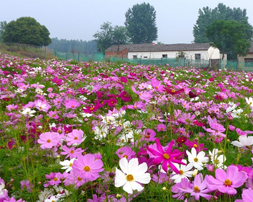 2015合肥旅游景点桃蹊花海游玩攻略 赏合肥初