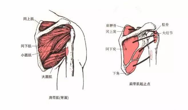 此外,冈下肌和小圆肌带动手臂外部旋转.2,头部画圈,用耳朵去找肩膀.动