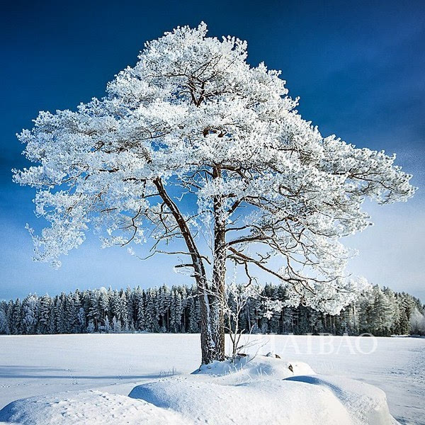 感受着北方的严寒,再看看网上美丽的雪景,编编不禁想问,这场大雪是冷