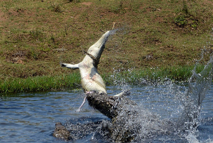 一只飞鹰再抓水中的鱼猜成语_飞鹰图片(2)