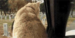 同样是坐车,为什么差别这么大.好恐怖,朕的带刀侍卫都死哪去了?