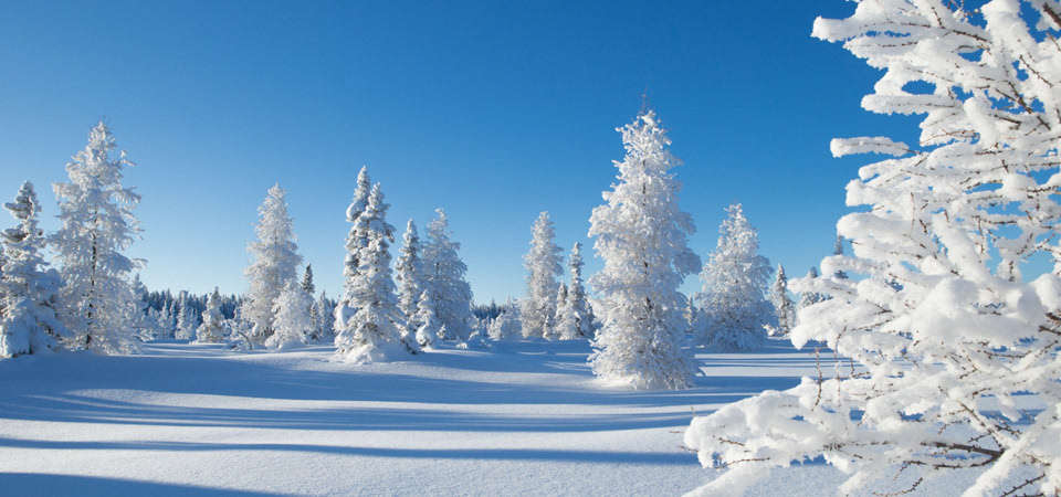 冬天风景树雪景图天空冬天雪景桌面壁纸