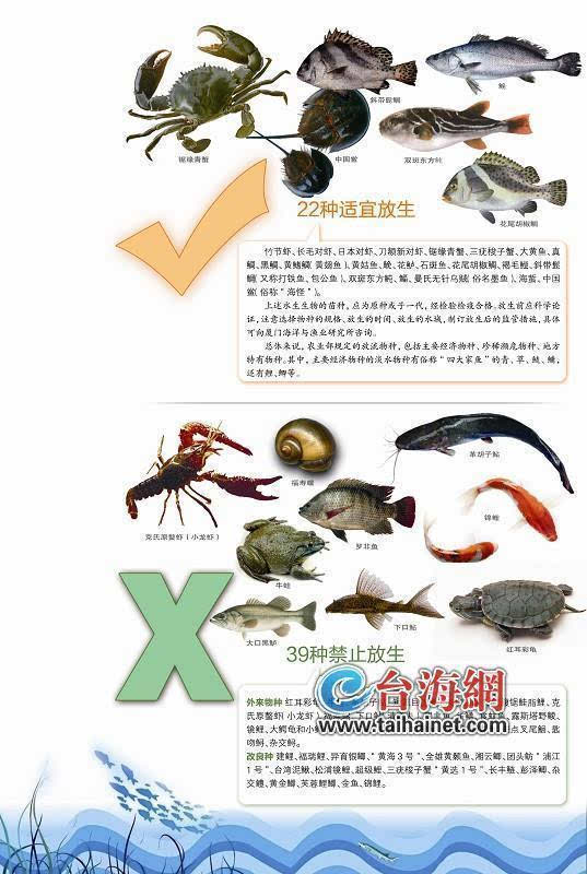 22种水生生物适宜在厦放生 常见禁放生物种有21种