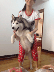 【游侠导读】爆笑动图又来了,公共交通上总是发生很多搞笑的事情