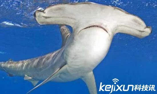 苏格兰海域惊现怪鲨!细数全球十大最可怕鲨鱼