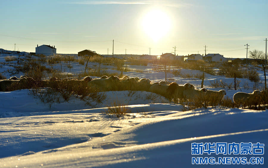 内蒙古锡林郭勒盟部分地区遭遇雪灾