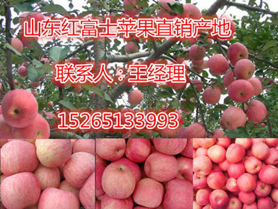 山东红富士苹果产量高质量好价格低却出现滞销