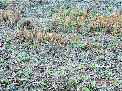 金山6.8万亩农田种植绿肥养地