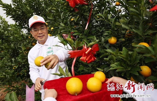 湛江农垦将斥资上亿元打造红江橙标准化基地