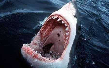 鲭鲨科(isuridae,或称鼠鲨科〔lamnidae〕)大型进攻性鲨鱼,学名为