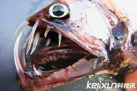 食人鱼吃人疯狂撕咬 全球最恐怖鱼类盘点