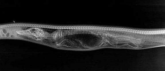 蟒蛇吞食鳄鱼下肚 7天后发生惊人变化