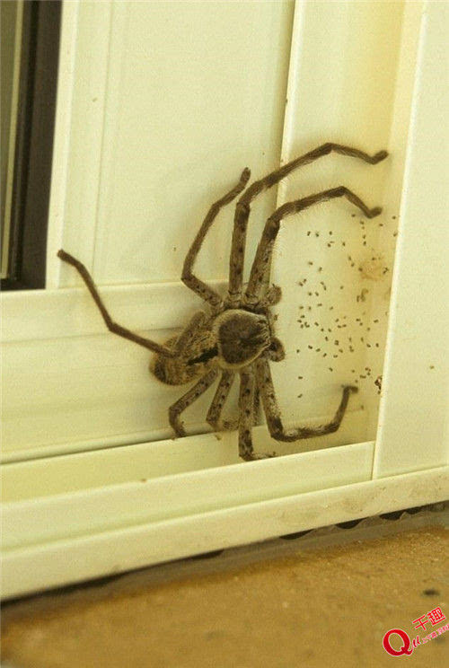早上起床 发现墙上多了个 巨型蜘蛛!