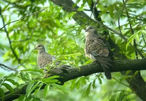 珠颈斑鸠喜欢把巢筑在高大的乔木上,鸣叫声非常悦耳.
