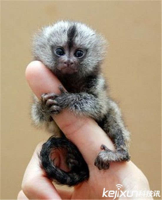世界上最小的猴子:原来长这个样子