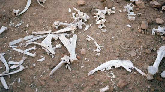由于对各种骨骼已了如指掌,布莱克仅需一瞟就可以判断骸骨是属于动物