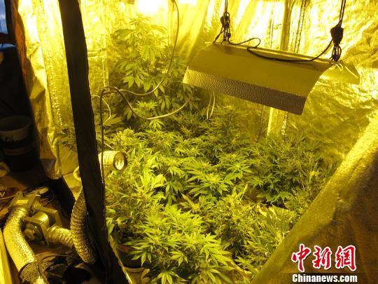 贵州省首例利用互联网贩卖大麻案件告破