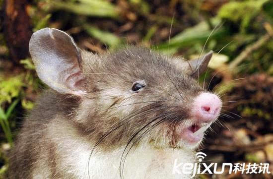 2015十大新发现物种:长猪鼻子的老鼠 你见过吗