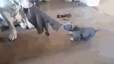 【游侠导读】每日的爆笑动态图来了,今天的动态搞笑图片将带你来