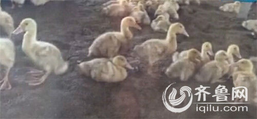 记者揭秘"速成鸭"养殖过程 一个月出栏喂食大量药品