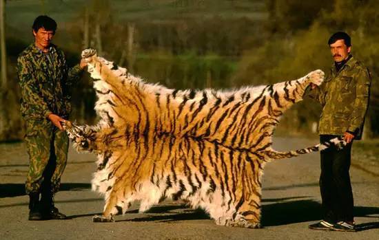 俄罗斯西伯利亚地区,从偷猎者处缴获的西伯利亚虎虎皮.