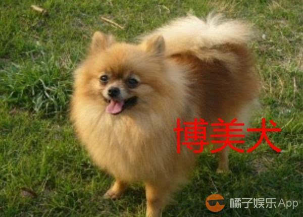 是博美犬和其它狗类的杂交品种.