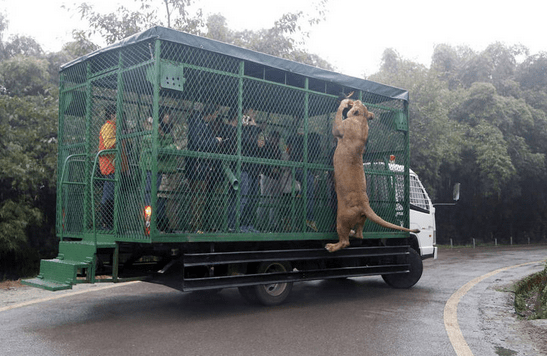 动物园狮子老虎爬车抢食 游客网式观览车内尖