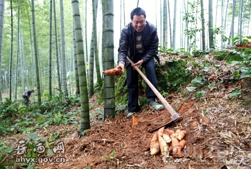 柳瑞林闲话岳西民俗24:挖冬笋 素食第一品