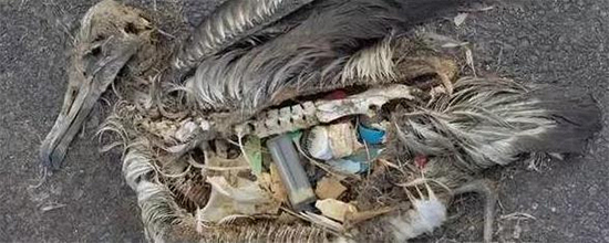 痛心!塑料垃圾塞满了信天翁的胃-搜狐