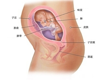 产前宝宝脐带绕颈胎死腹中 准妈你注意胎动了