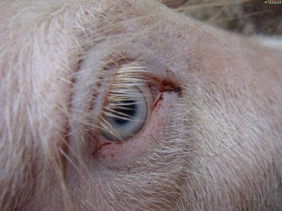 移植猪眼奇迹复明 猪角膜上市再也不用担心失