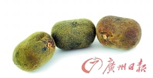 未被切割成片的化橘红果实