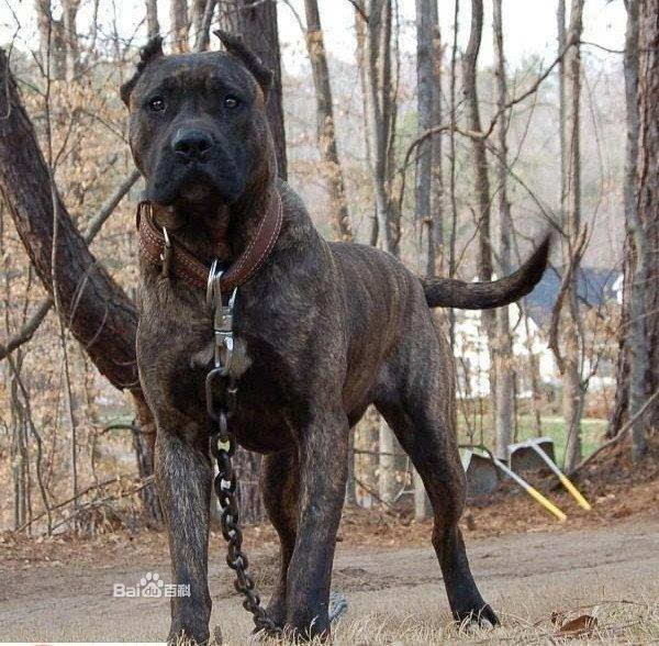 世界十大最凶悍名犬排行
