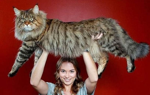 比一比看一看谁家的猫最大!